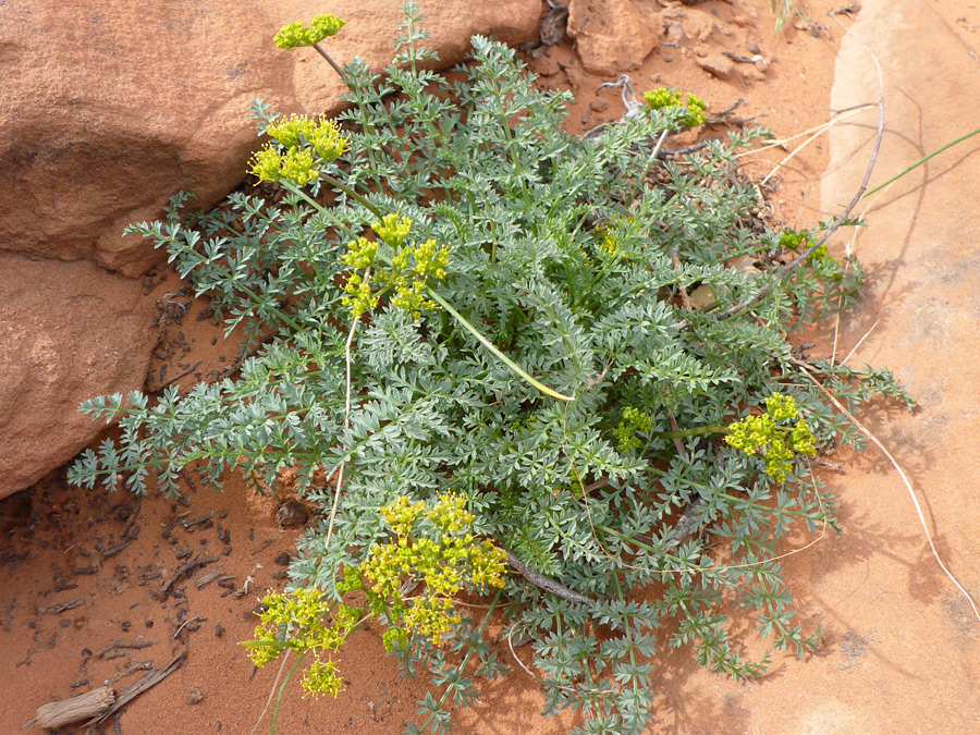 Leaves and flower stems