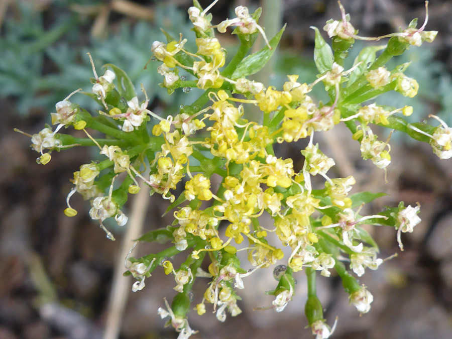 Withered flowers