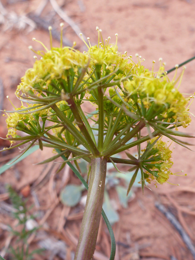 Hairless stem