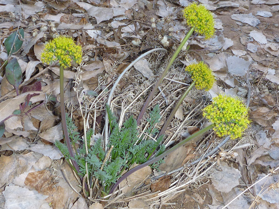 Four flower stems