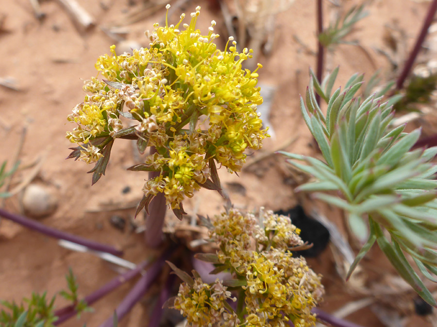 Withering flowers