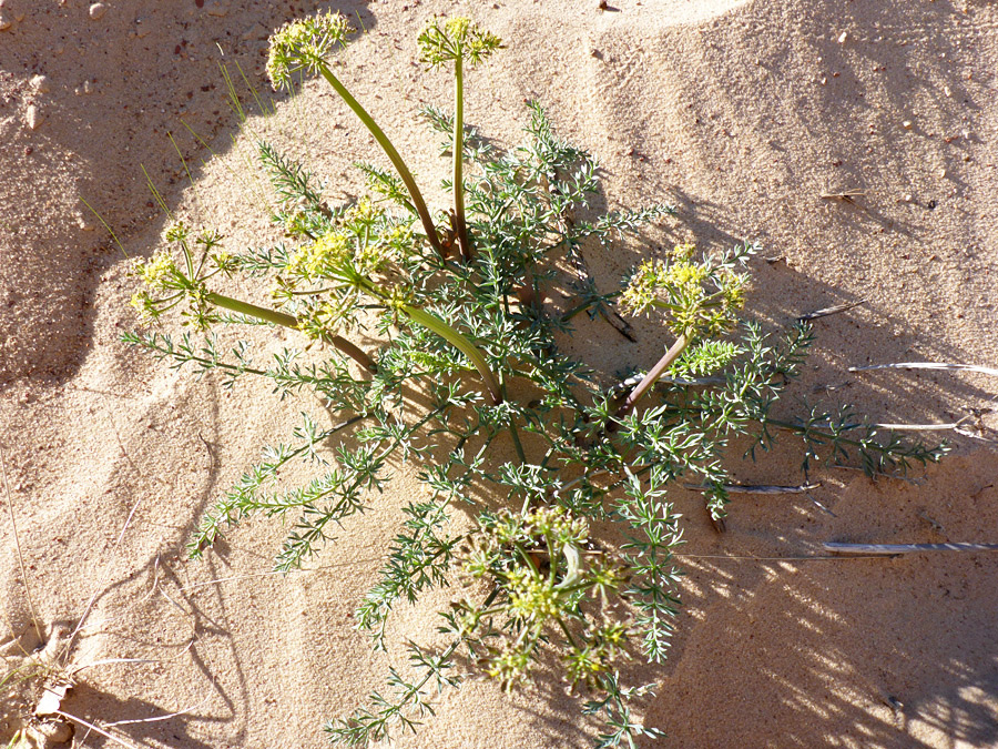 Sandy plant