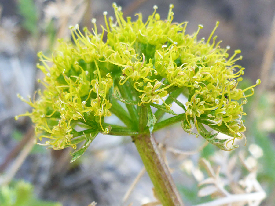 Side of a flower cluster