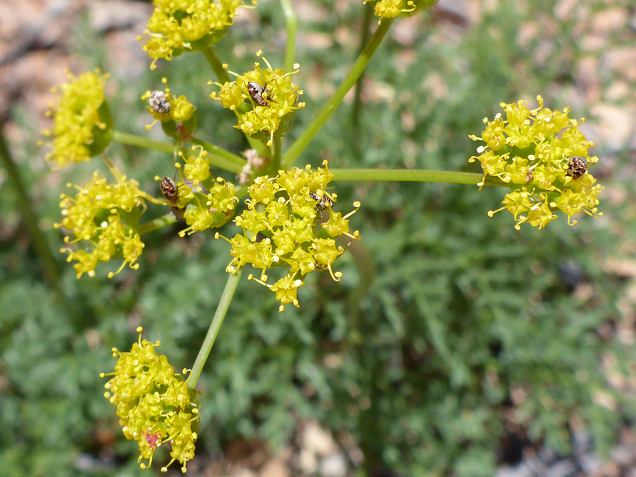 Flat-topped cluster