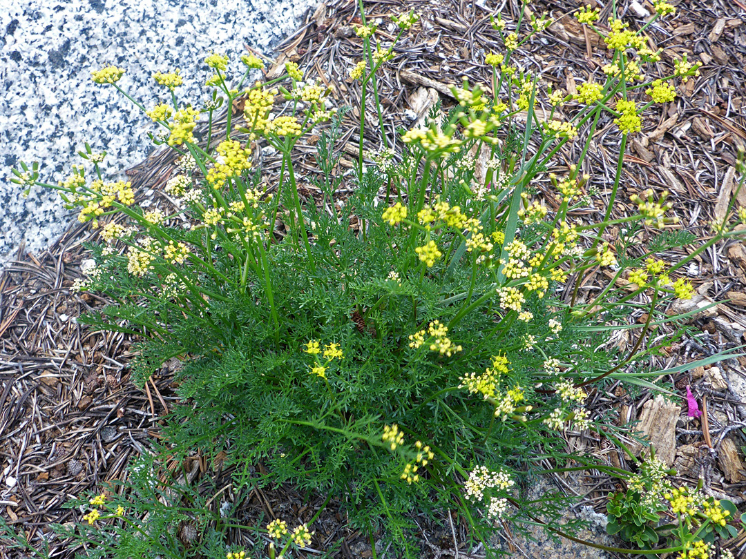 Many stems and leaves