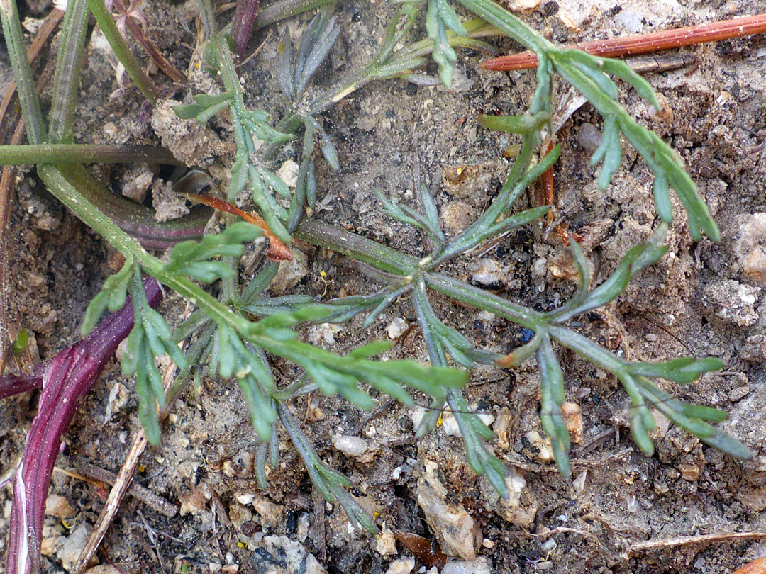 Basal leaves