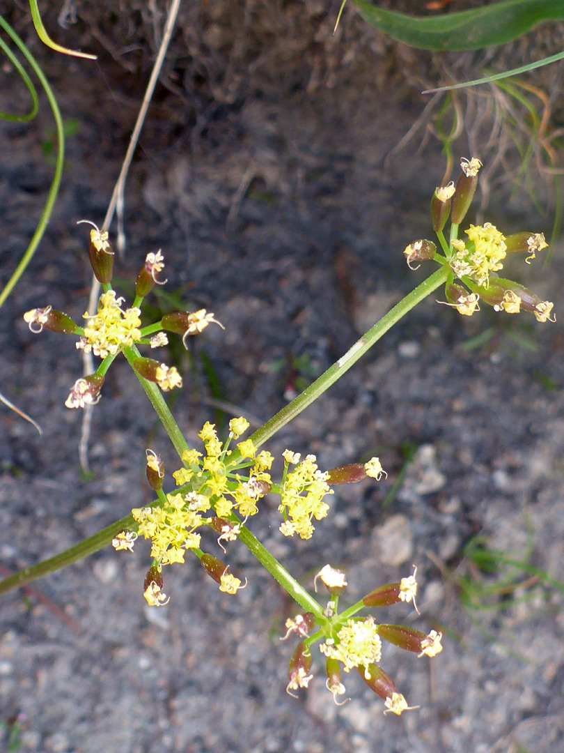 Developing fruits