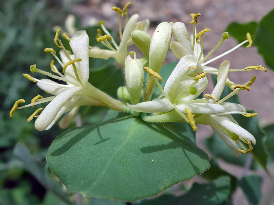 White petals and yellow anthers