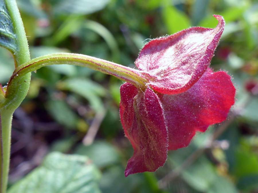 Purplish bracts