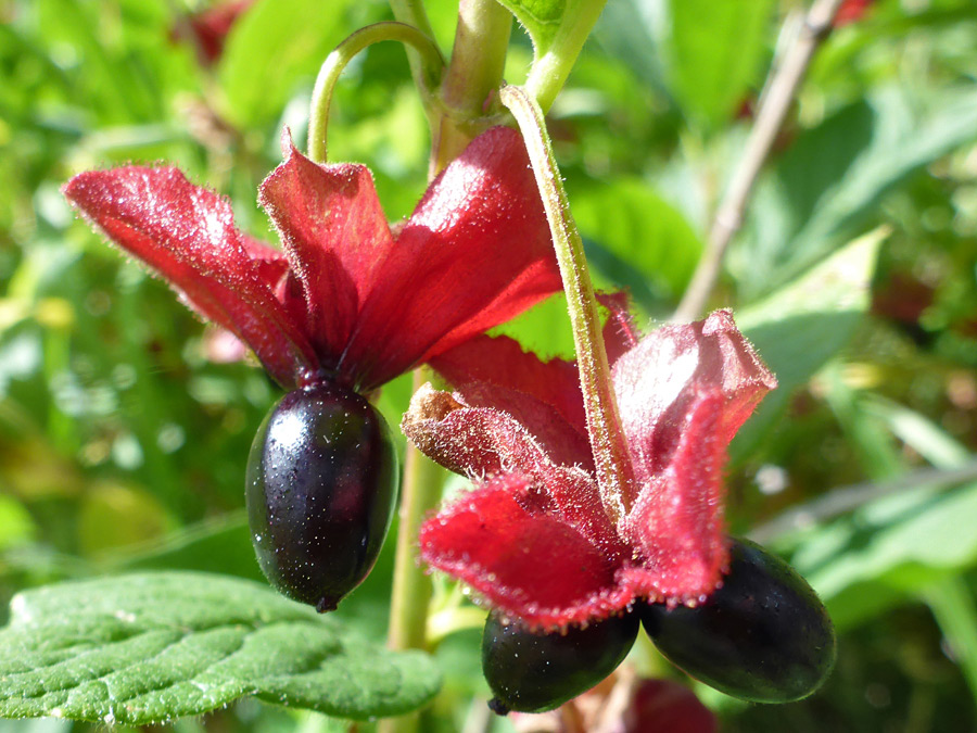 Berries and bracts