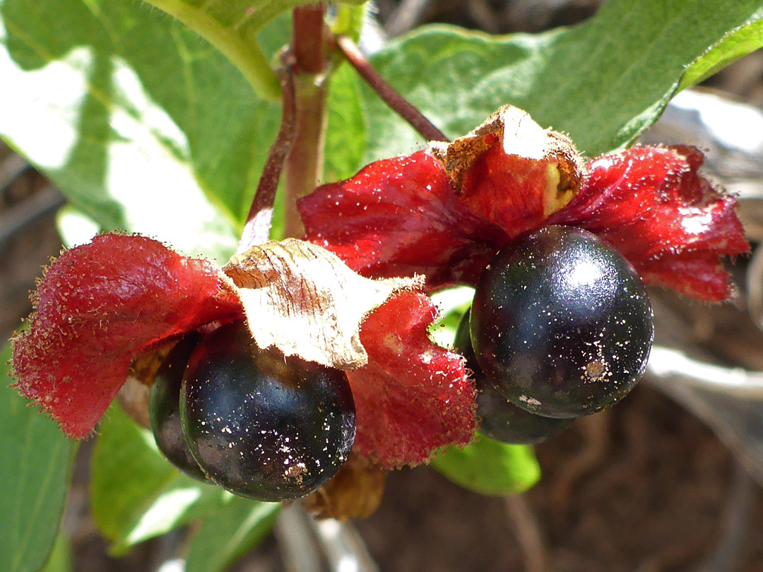 Black berries