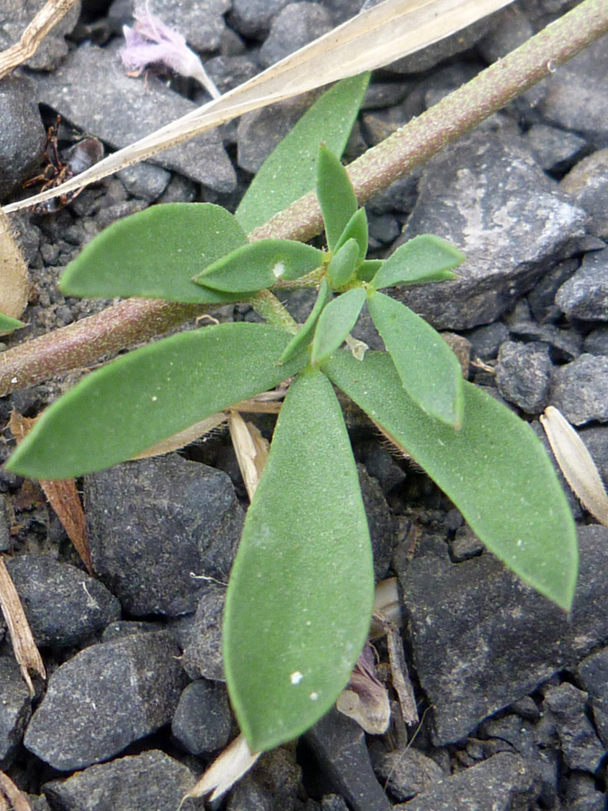 Prostrate stem