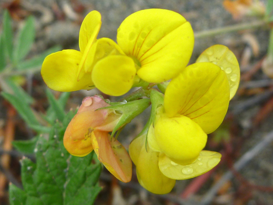 Yellow flowers