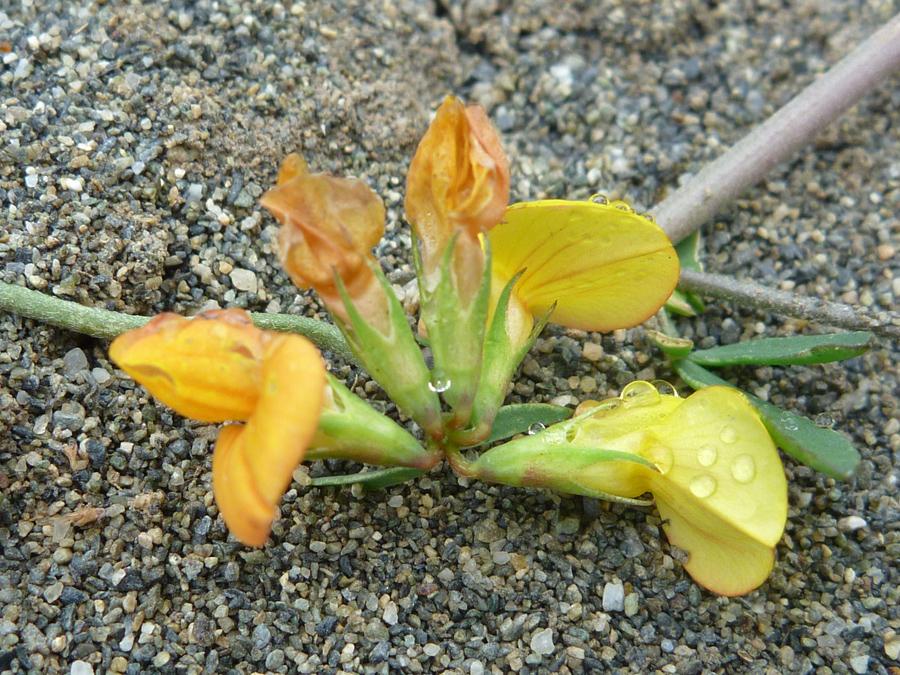 Flowers, starting to wither