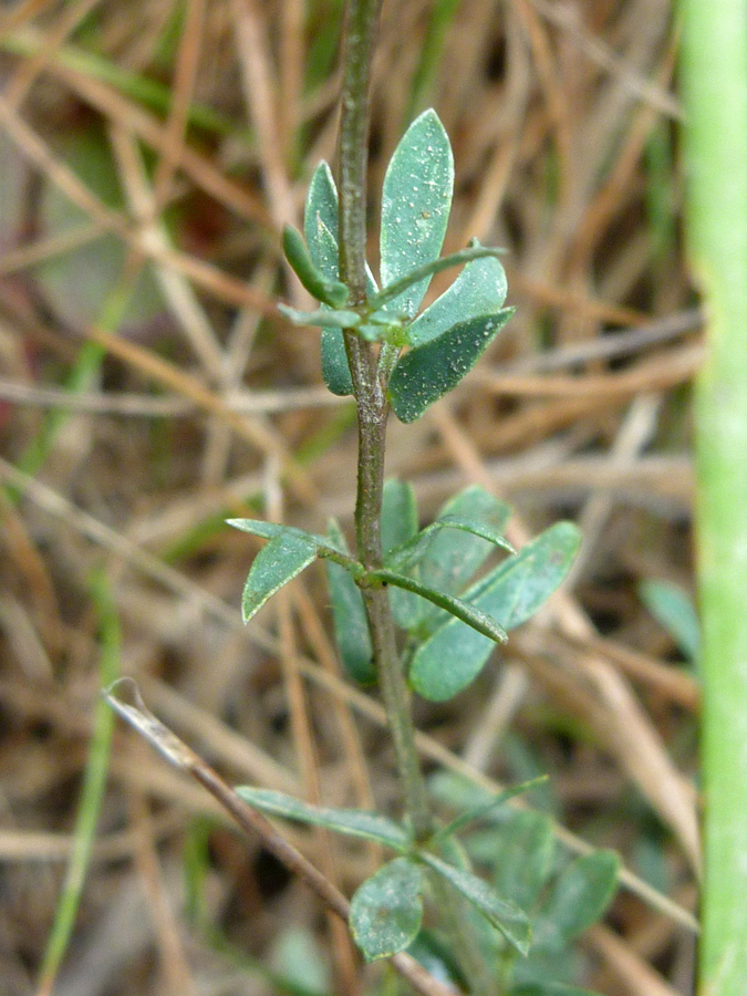 Stem and leaves