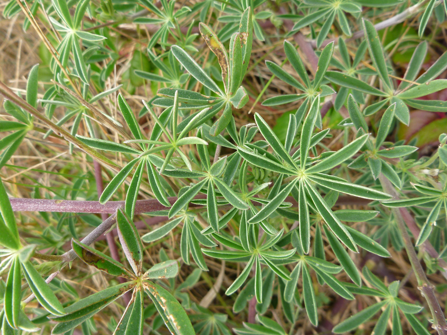 Palmate leaves