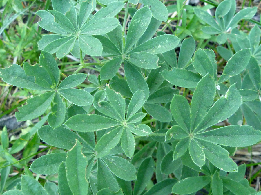 Palmate leaves