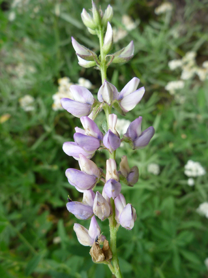 Pale purple flowers