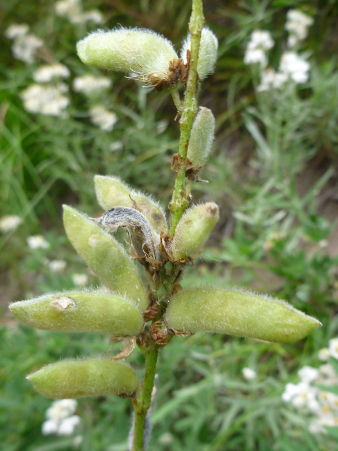 Hairy seed pods