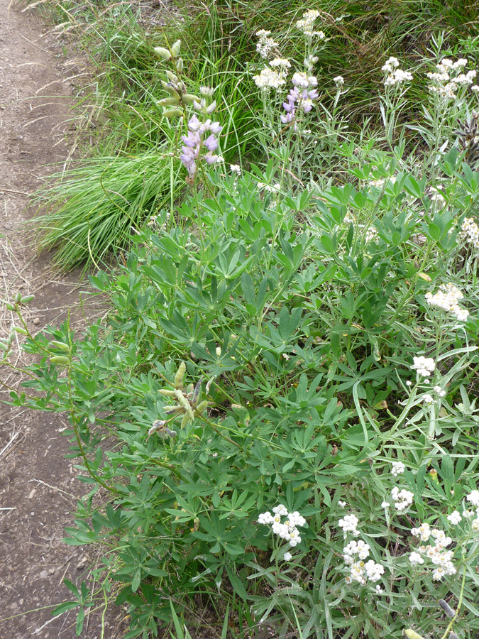 Trailside plant