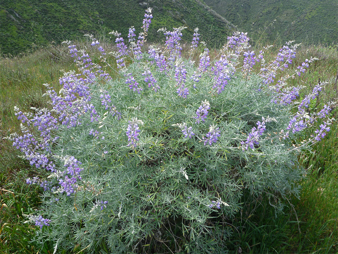 Tree lupine