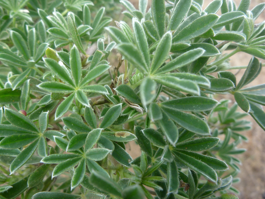 Small leaves