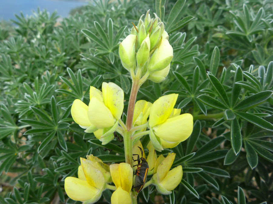 Flower spike