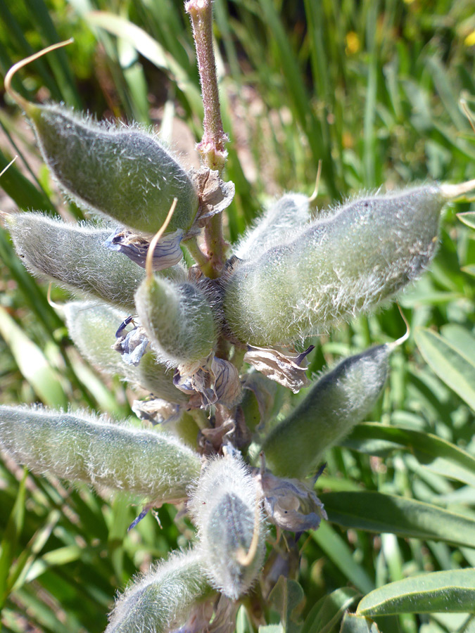 Hairy seed pods