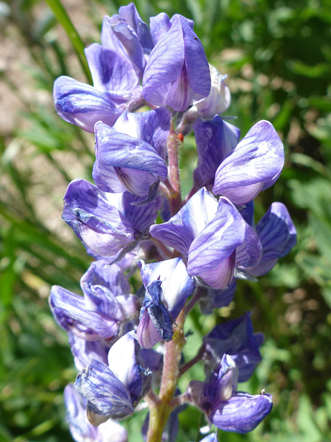 Light purple flowers