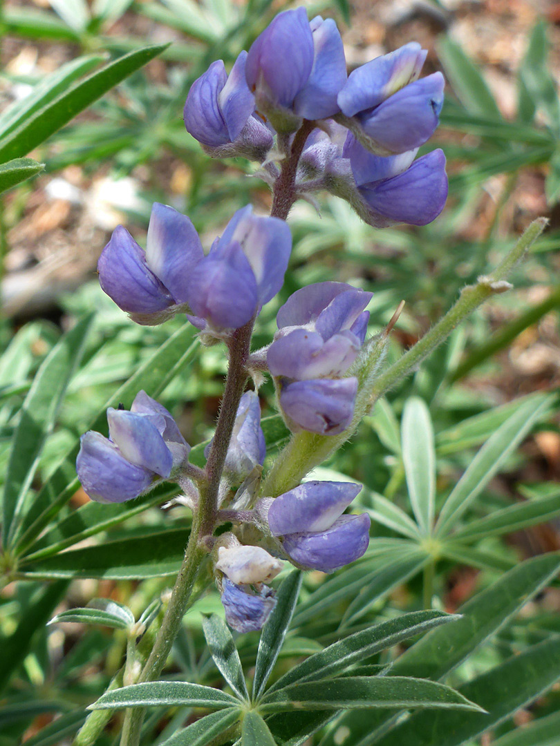 Whorled flowers