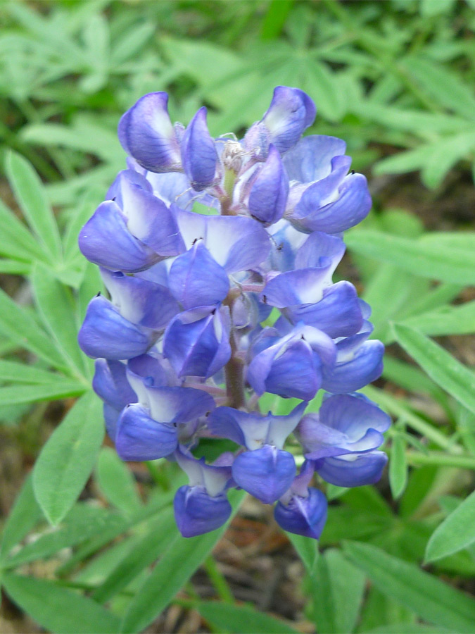 Blue and white flowers