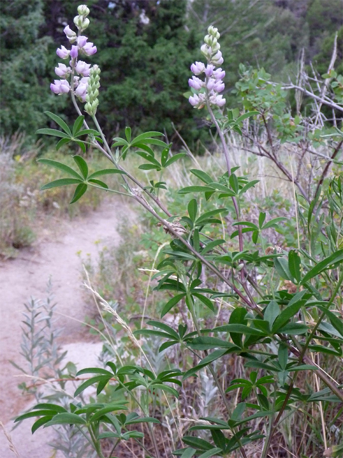 Developing flowers