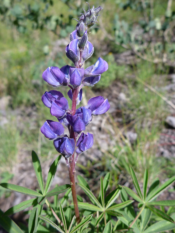 Blue-purple flowers