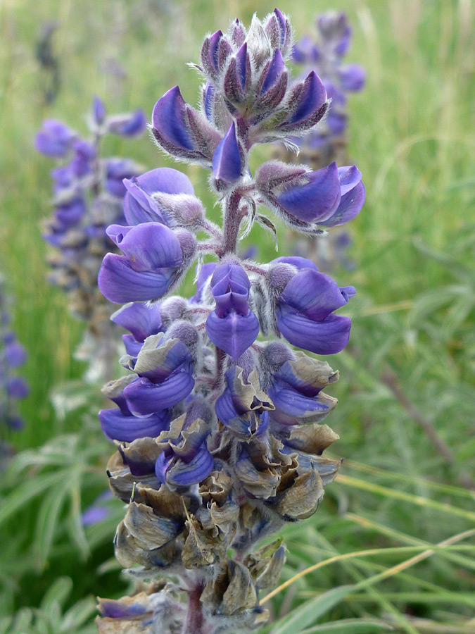 Hairy stem and bracts