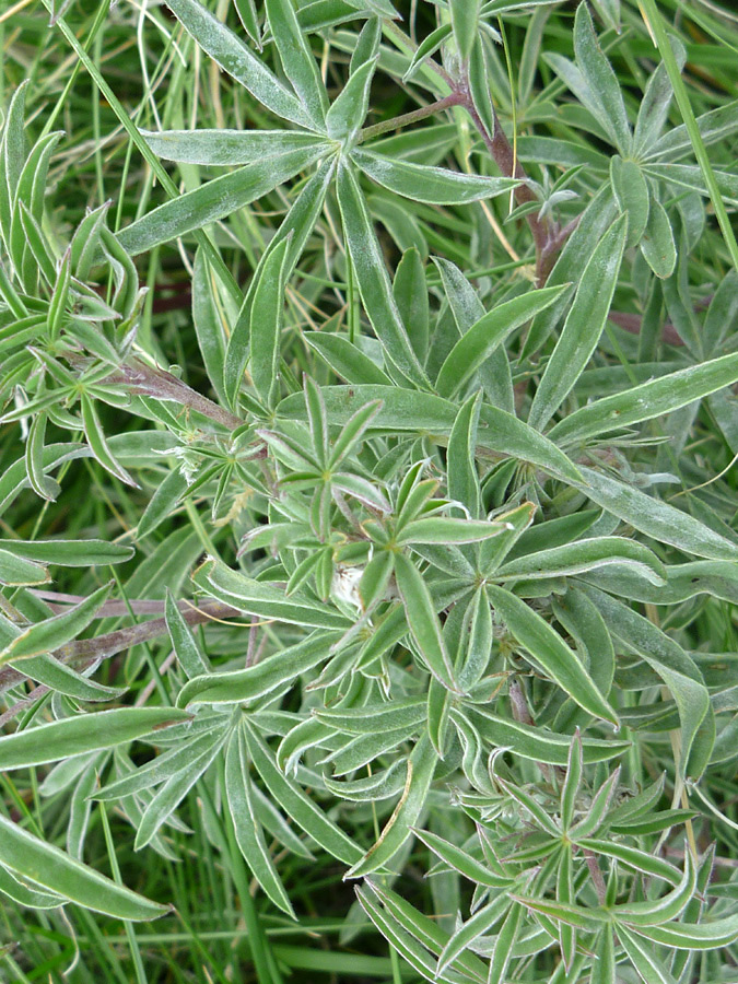 Palmate leaves