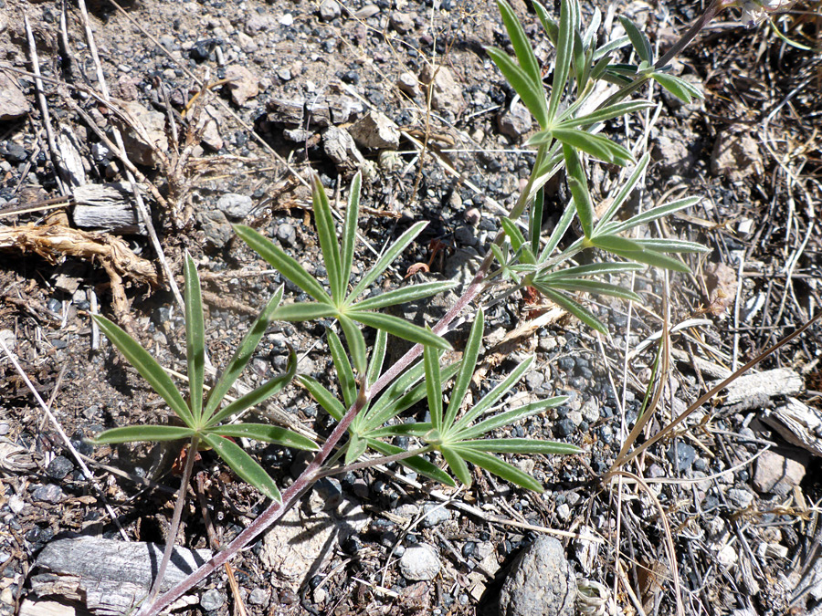 Reddish stem