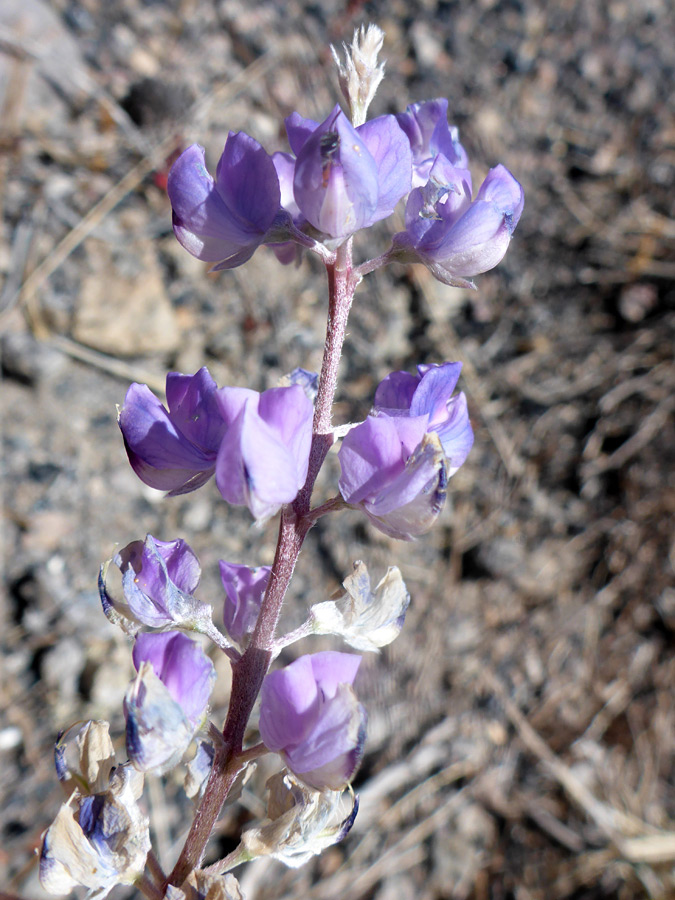 Elongated cluster