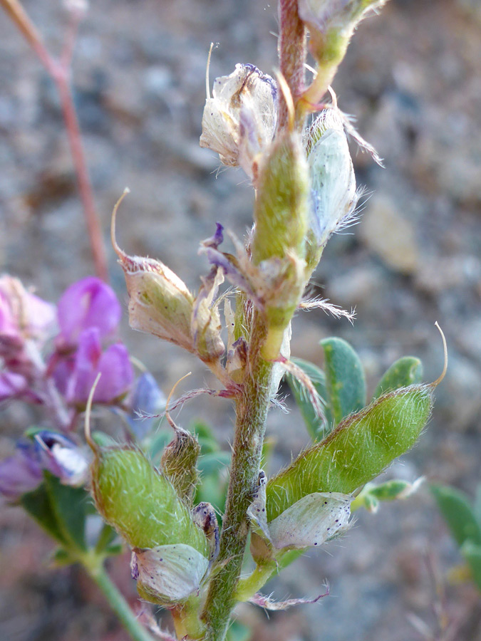 Strigose fruits