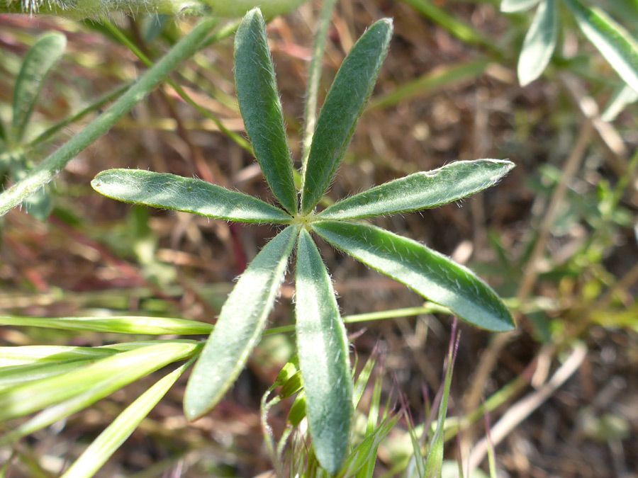 Palmate leaf