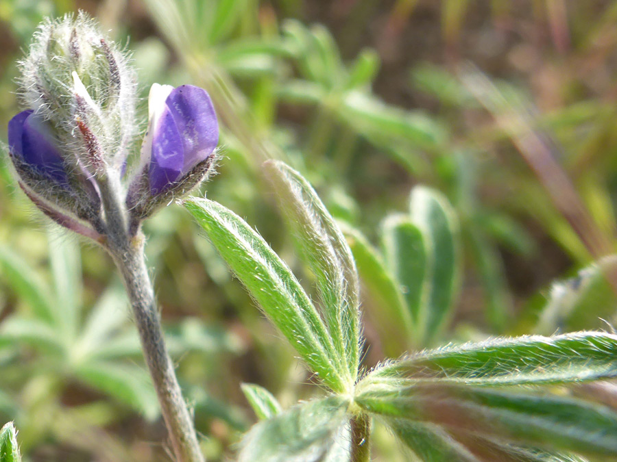 Leaf and flowers