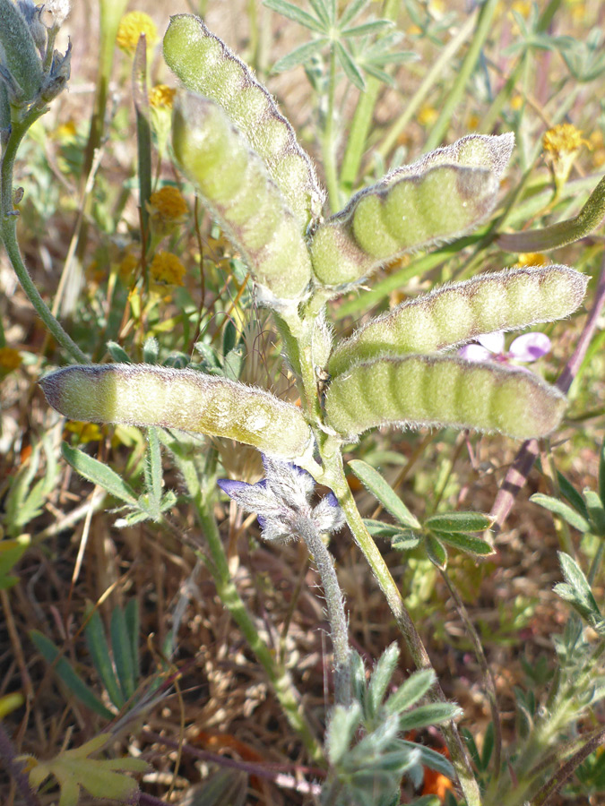 Seed pods