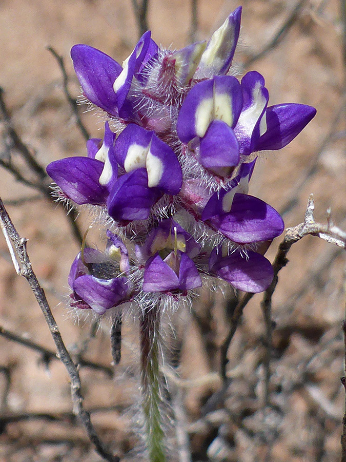 White and purple petals