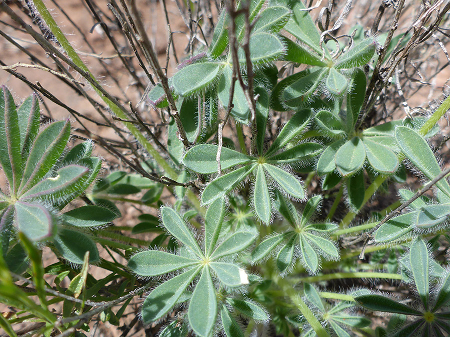 Hairy leaves