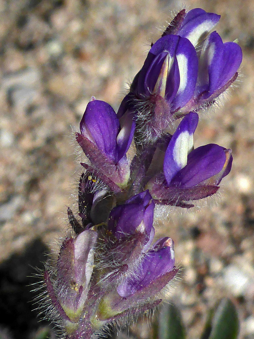 Purple flowers