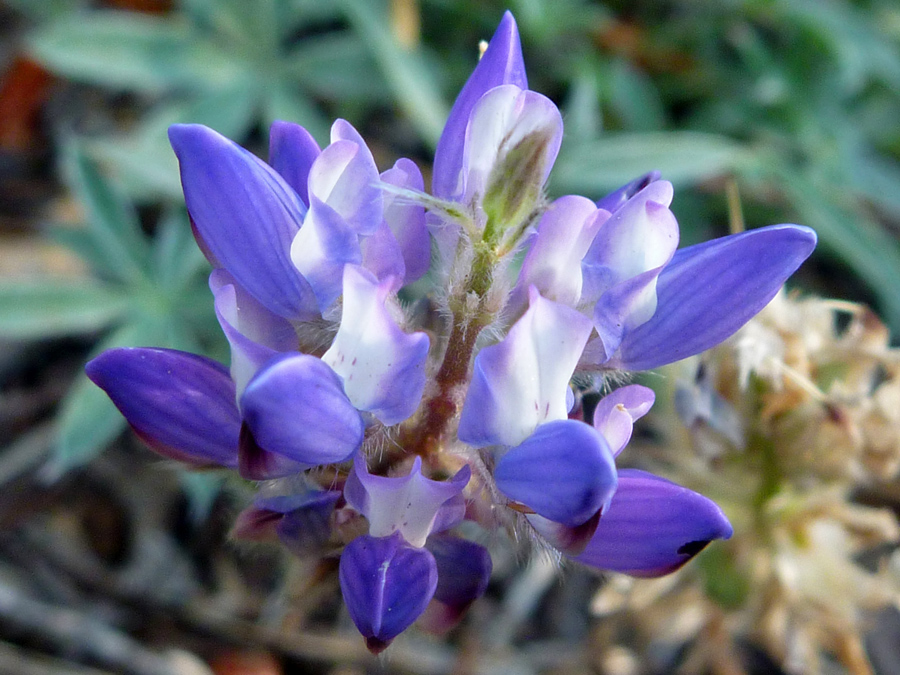 Blue and white flowers