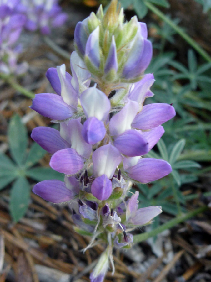 White and purple flowers