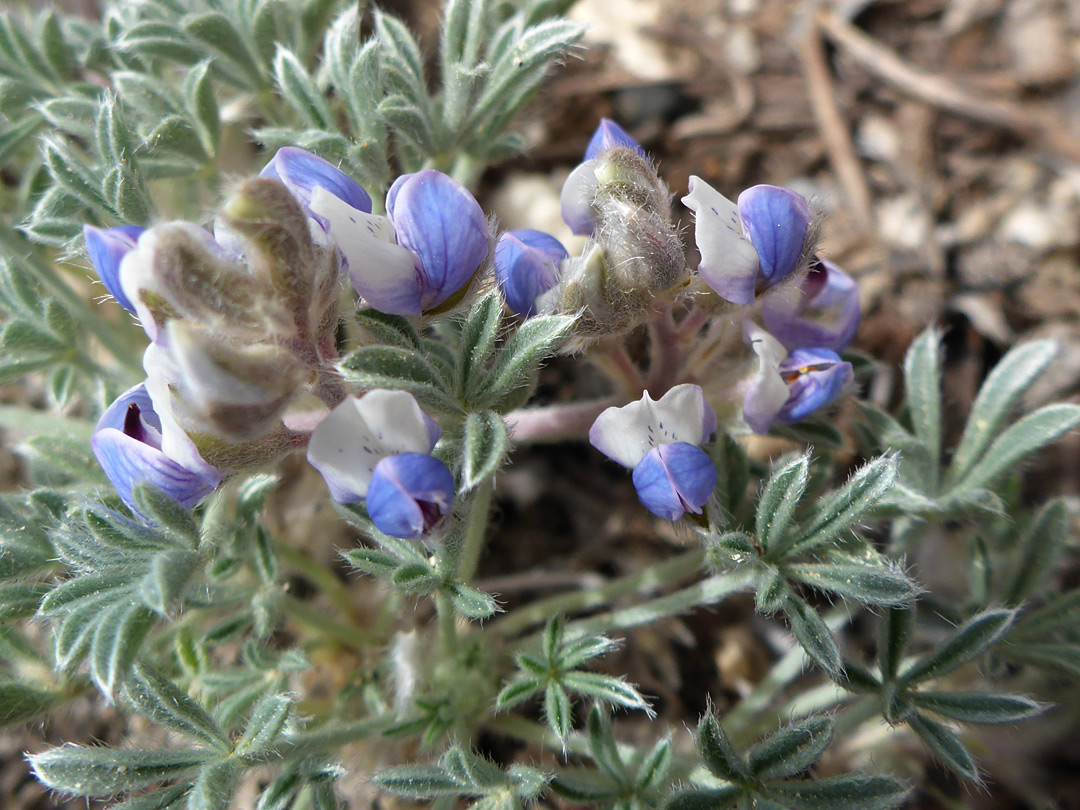 Leaves and flowers