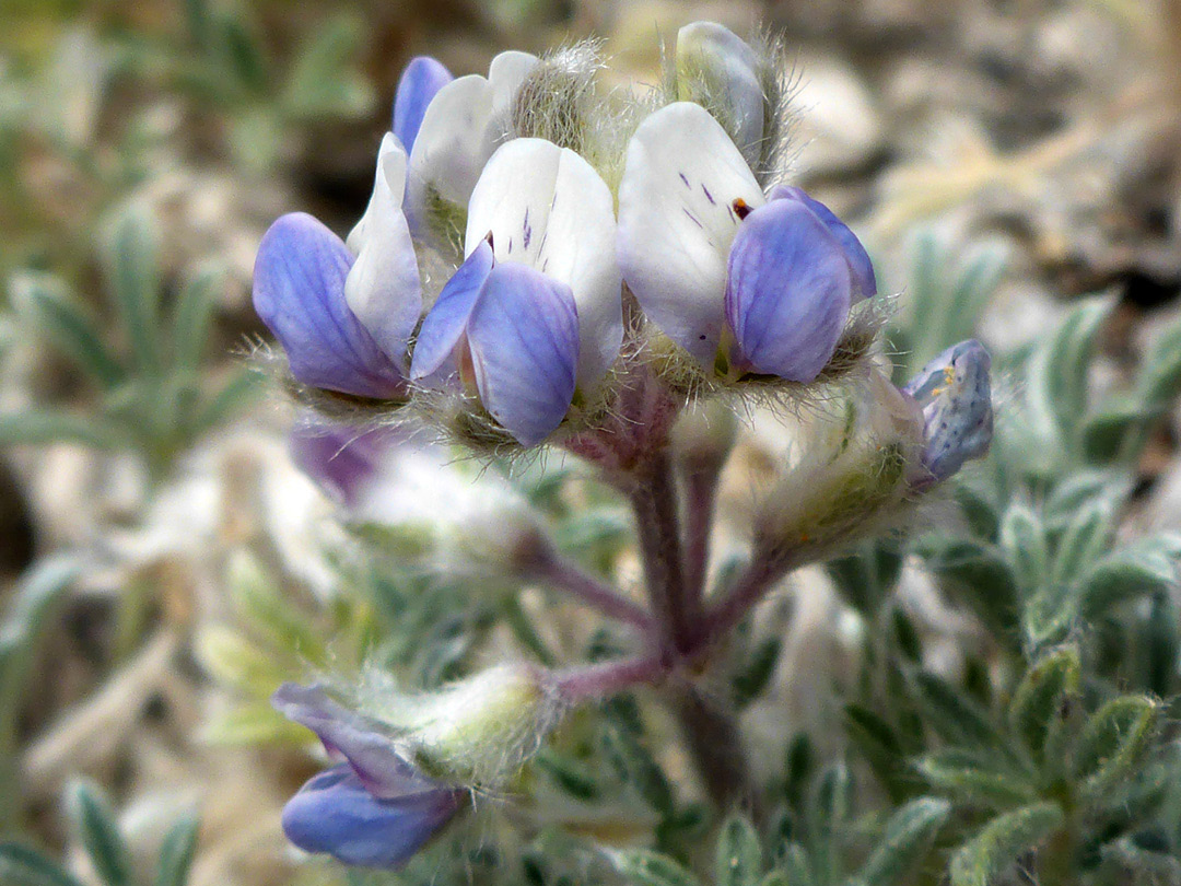 White and blue flowers