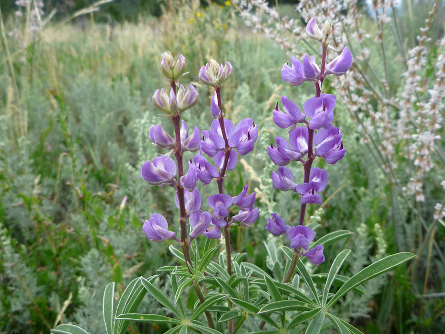 Three stems