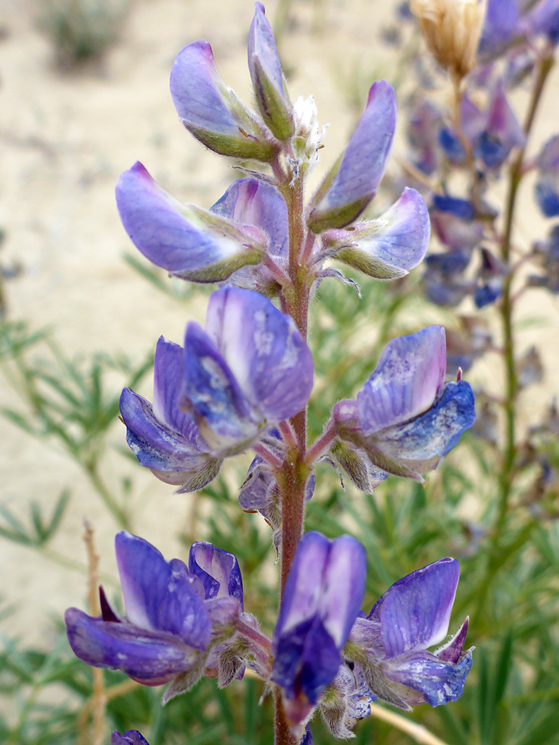 Elongated flower cluster